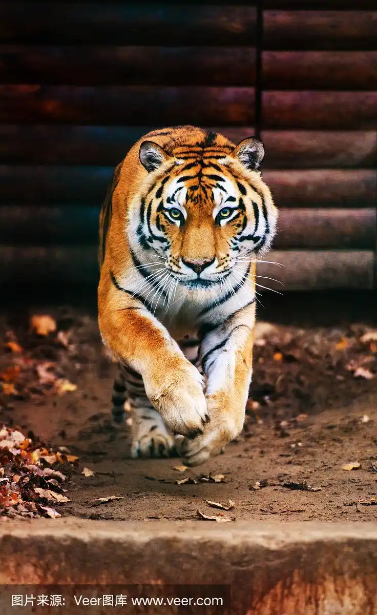 老虎跳.美丽,动态和有力的照片,这个雄伟的动物.