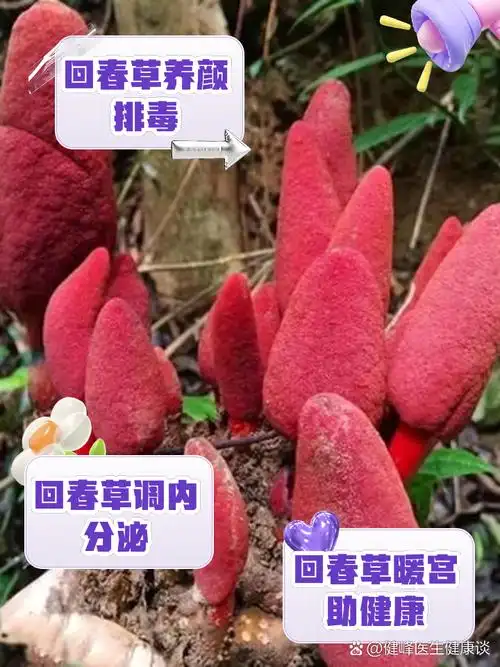 女人吃回春草的功效与作用