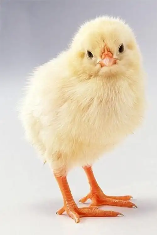 50张可爱的动物宝宝摄影照片