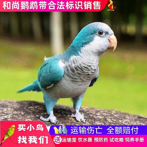 活体鸟中大型鹦鹉活物绿胖子蓝胖子观赏亲人说话鹦鹉 蓝和尚鹦鹉1只