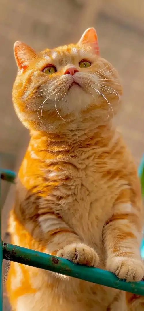 大家可以分享特别可爱有趣的背景图壁纸头像之类的吗