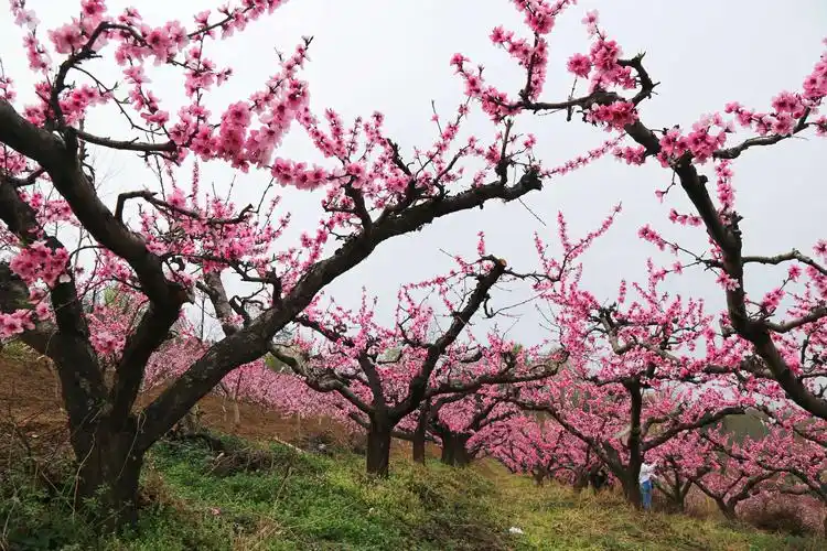 十里桃林 万亩桃花!鄠邑·柳泉·东岭美爆了