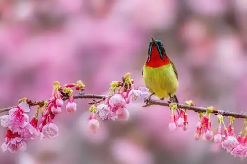 最美花鸟图——樱花与叉尾太阳鸟