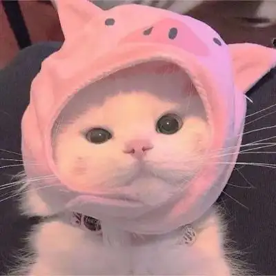 高清2021超火头像可爱图片