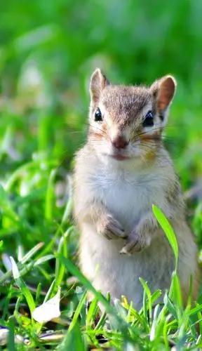 可爱呆萌的小松鼠