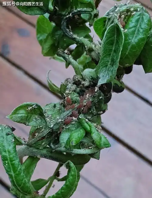 春夏季节养花,出现"红蜘蛛"怎么治,试试这4招,害虫必灭