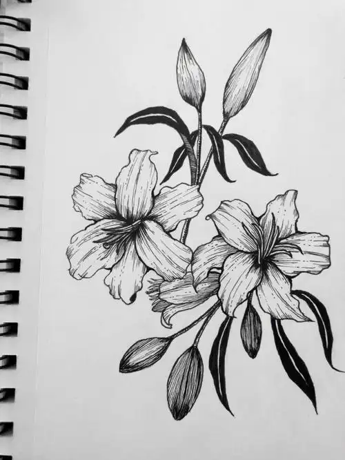 百合手绘线条花卉练习