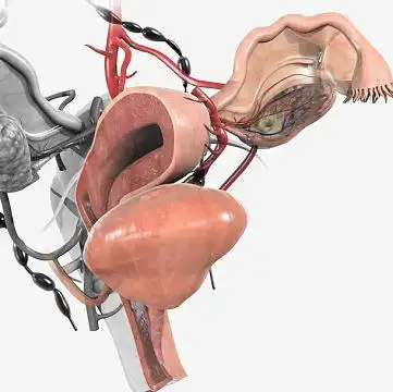 子宫女性素材_子宫女性图片元素-觅元素