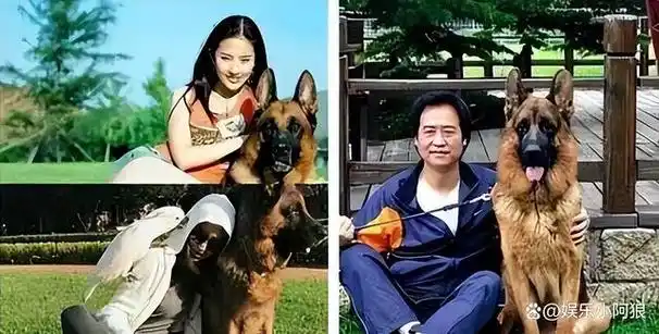 杨采钰撬走刘亦菲背后的男人嫁大30岁富豪究竟图啥