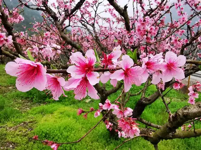 三月桃花笑春风