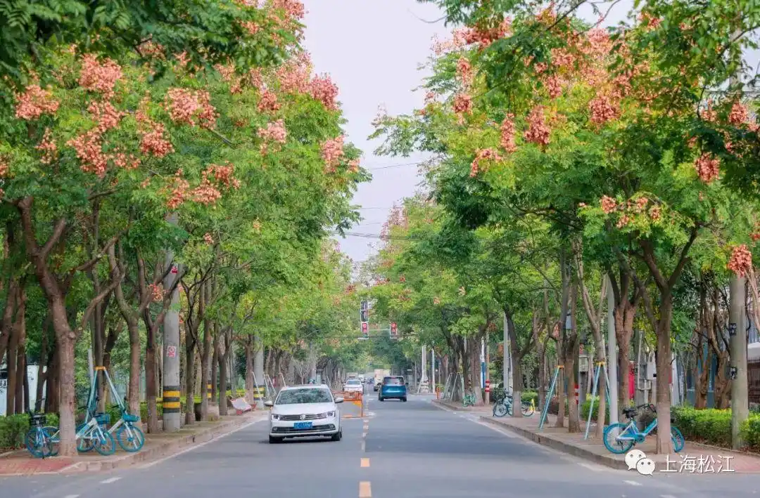 松江这条市级林荫道上栾树正绚烂