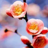 梅花头像图片大全唯美_微信头像图片大全