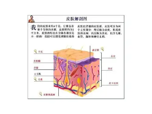 皮肤结构图