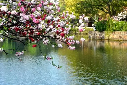 江南桃花,醉美蠡园. - 美篇