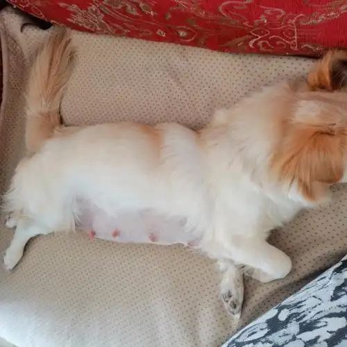 怎么出奶水呢,真的第一次看到,不理解#狗狗  #狗宝宝怀孕  #狗狗怀孕