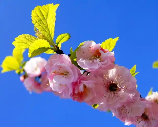 描述: 花开在蓝天-春季鲜花高清壁纸 当前壁纸尺寸: 1280 x 1024