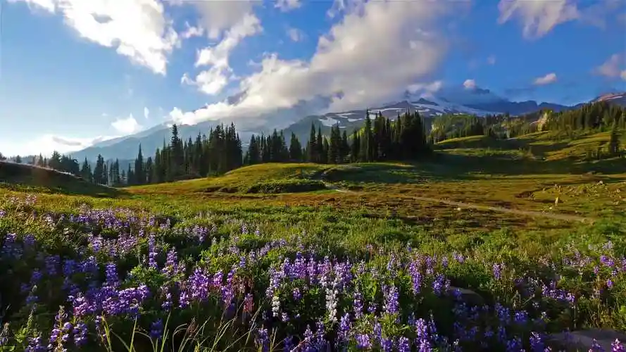 4k【雷尼尔山】超清视频动态桌面壁纸1.8g