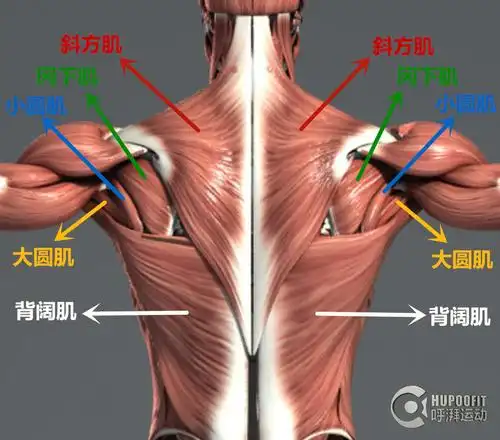 back20轰炸背阔肌的20个动作