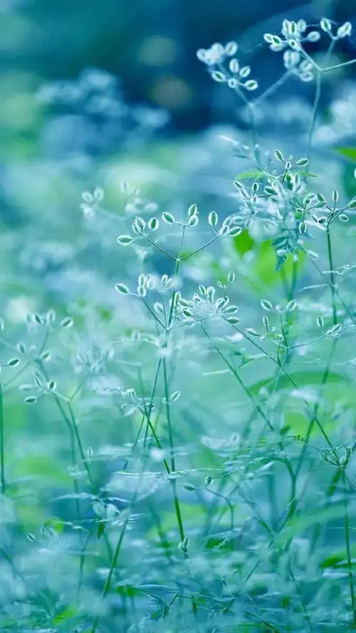 小清新植物绿色养眼微距摄影,高清图片,手机锁屏桌面-壁纸族