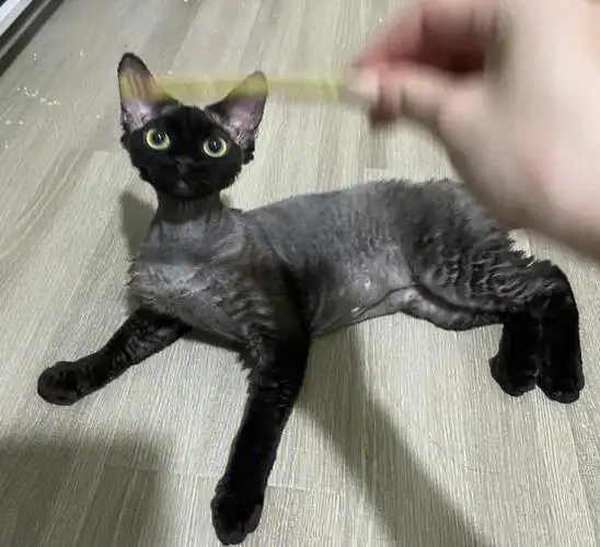 晕 才发现perper竟然和华晨宇的猫撞名,竟然还是同品种同颜色,这是