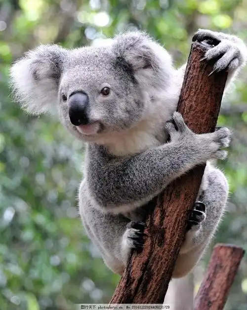 呆萌可爱的考拉