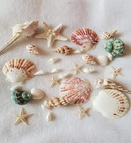 天然贝壳工艺品图片-海量高清天然贝壳工艺品图片大全 - 阿里巴巴