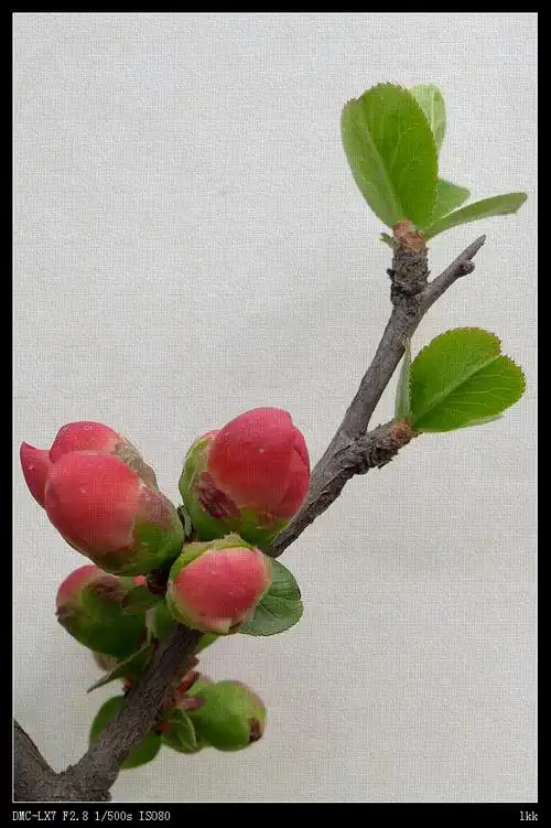 含苞待放的海棠花(高调)