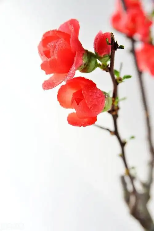 惊艳漂亮花朵大图壁纸素材,自然花海风光_网易订阅