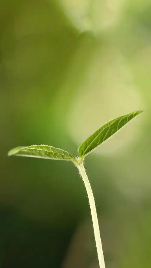 来一波"舒适养眼"的绿色养眼的壁纸,让你放松下吧～,绿色养眼的壁纸