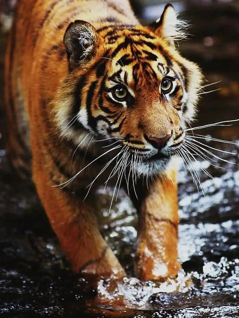 2022虎年可爱老虎猛禽摄影高清图