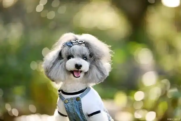 萌宠乐园可爱小狗品种的特色与呵护之道活泼友善的犬种