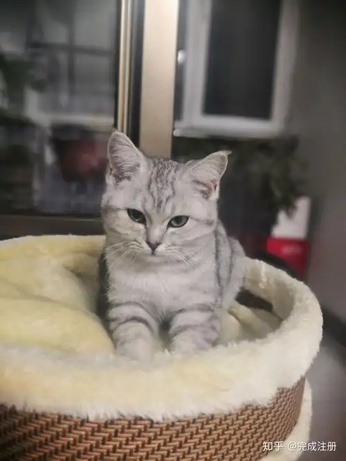 这只猫咪是英短银渐层还是美短银渐层