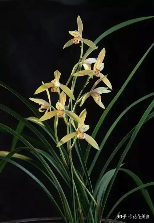 中国十大名花系列王者之香兰花