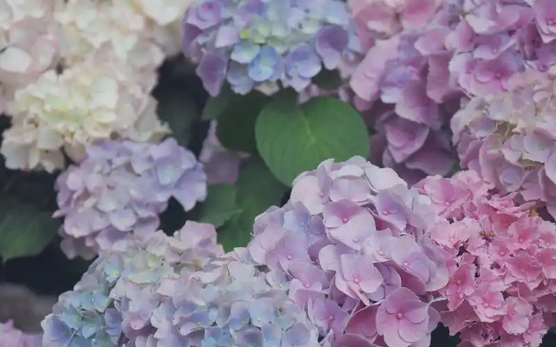 色彩缤纷的绣球花高清桌面壁纸