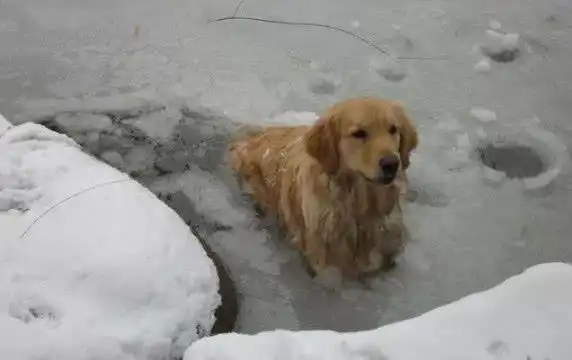 金毛看到雪就兴奋毫不犹豫跳进雪坑瞬间懵逼了