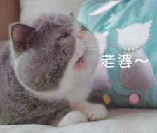 专辑:情侣&夫妻cp专用表情包