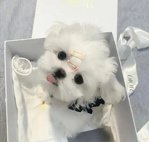 马尔济斯犬真是世界上醉可爱的小狗