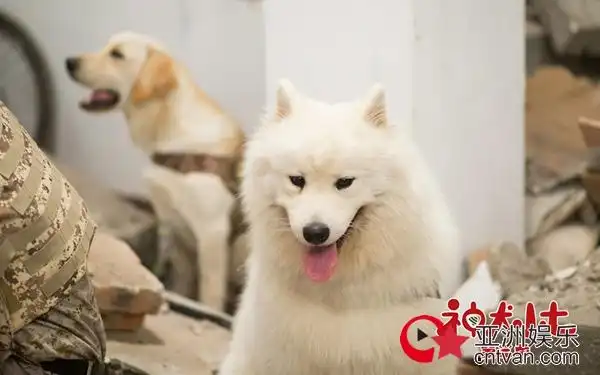 神犬小七3首播成绩优异姜潮宋妍霏带领小七踏上救援之路