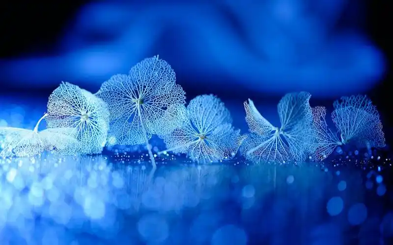 唯美植物花卉微距摄影高清桌面壁纸