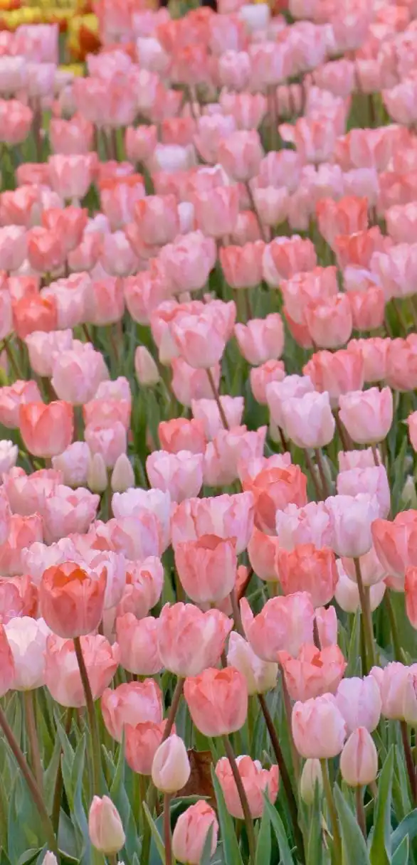 美美的粉色锁屏壁纸 通通换上! 676767