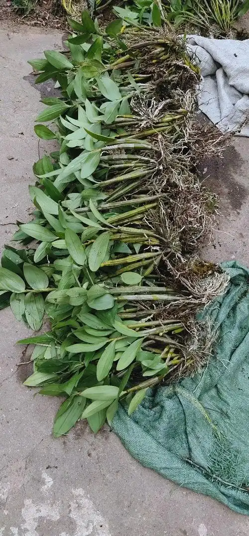 富强生态农业生态正宗霍山石斛风斗品质好品感佳