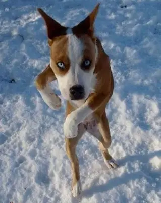 搞笑图片大全_动态搞笑图片