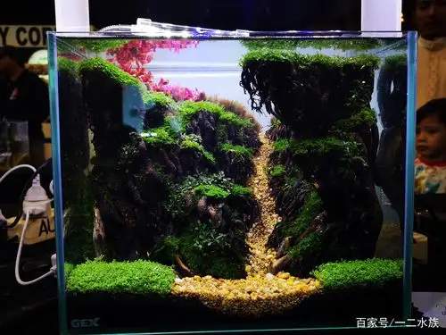 鱼缸景观 - 热门商品专区