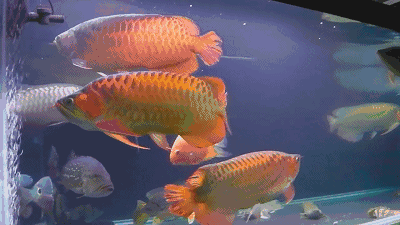 400_225gif 动态图 动图