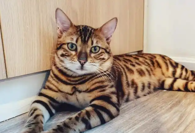 养豹子老虎犯法,但养"豹纹""虎斑"的猫却可以,野性又!