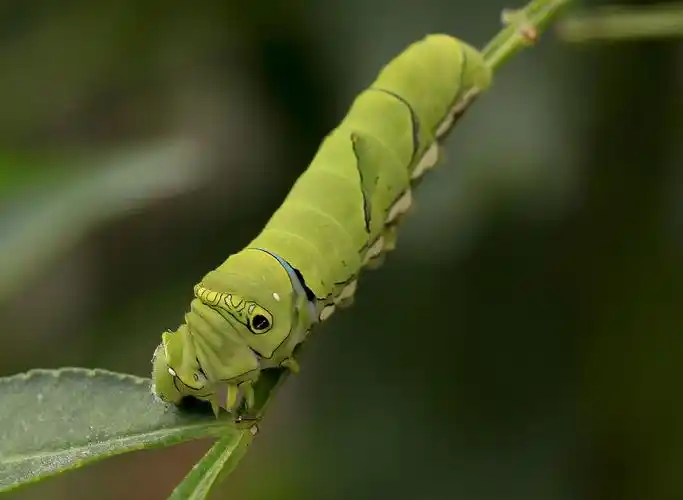 【城市物种日历】5月24日 柑橘凤蝶