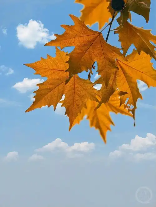 "秋韵"(122)|上游主题摄影征稿作品展——林治军作品