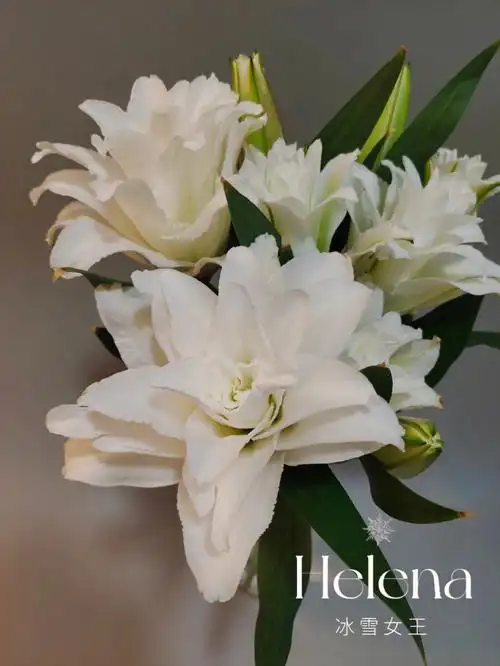 冰雪女王重瓣百合