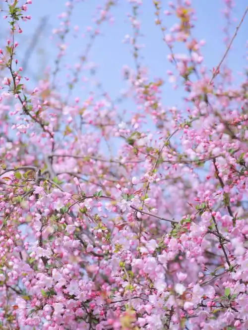 海棠花期来了不拍后悔太美了