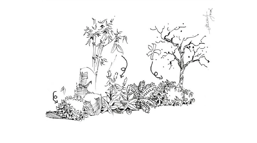 植物配置效果图手绘画法